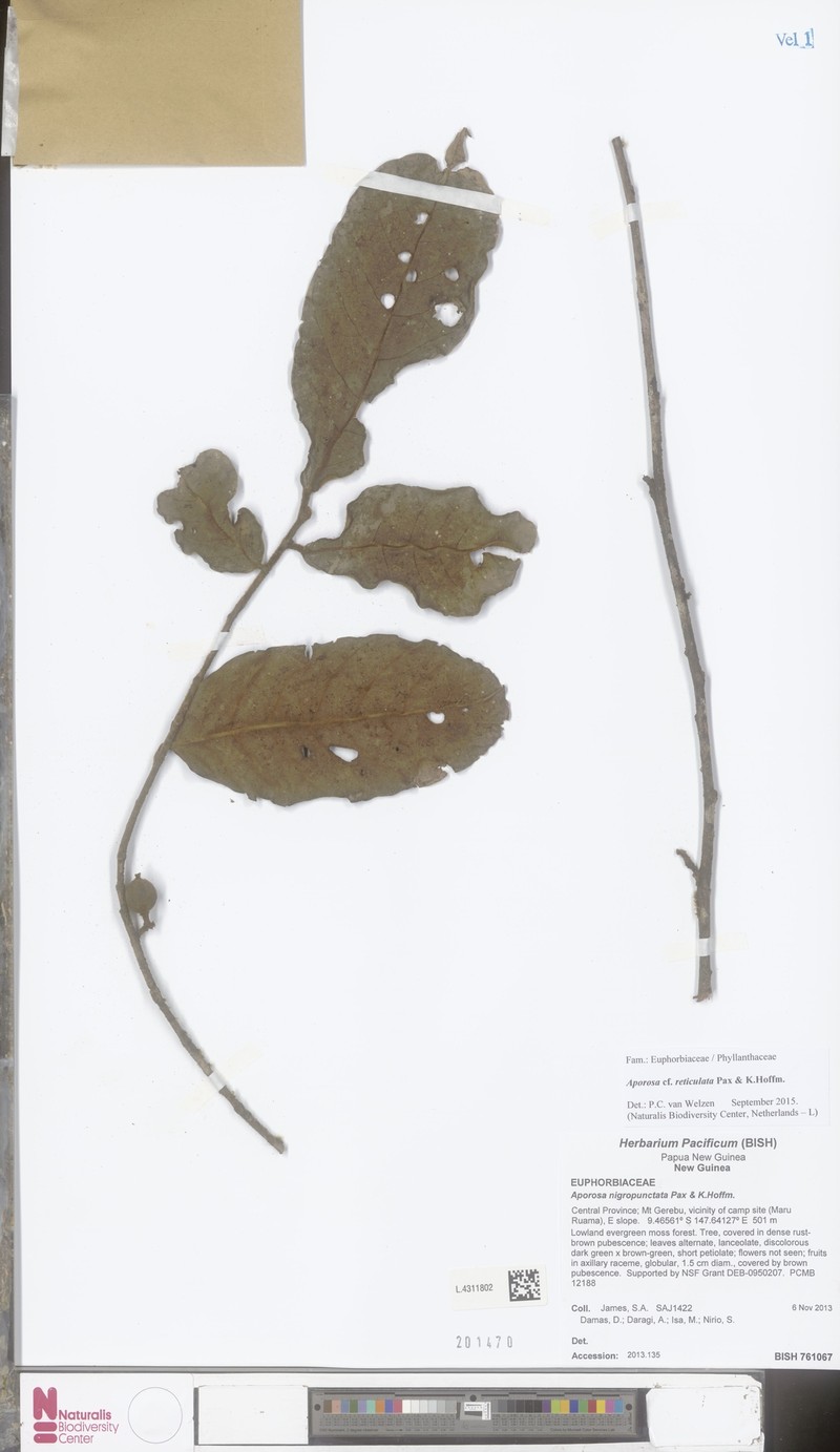 Aporosa reticulata