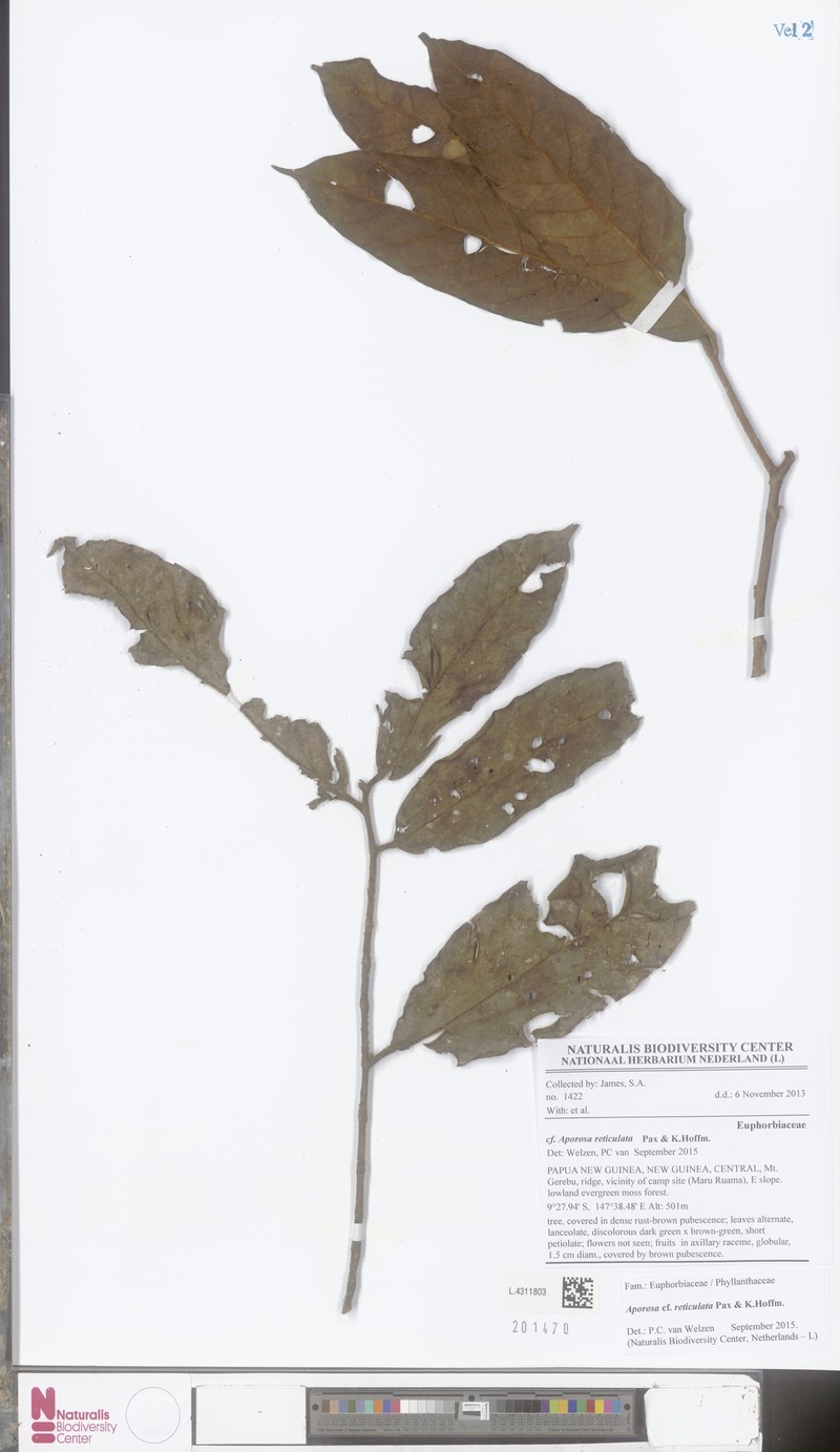 Aporosa reticulata photo 2