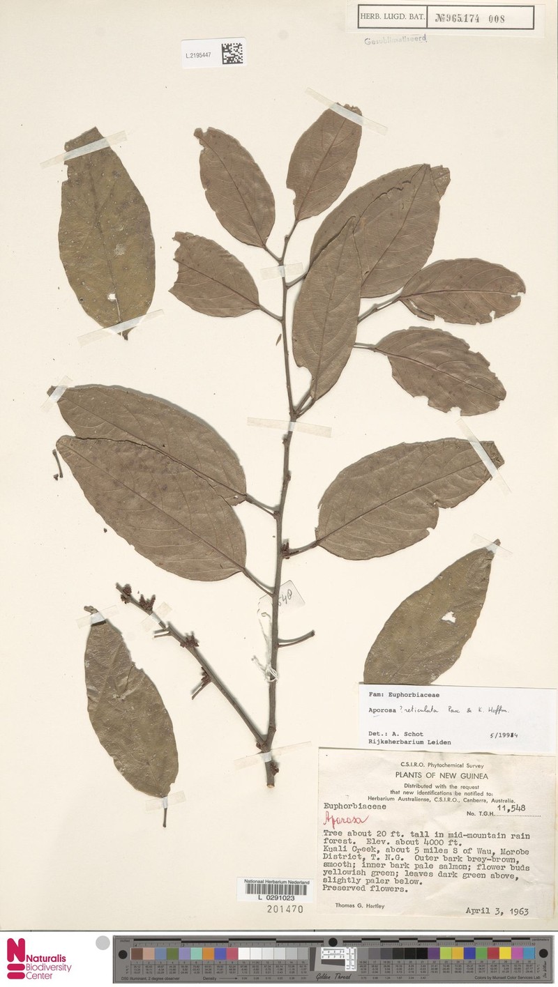 Aporosa reticulata photo 3