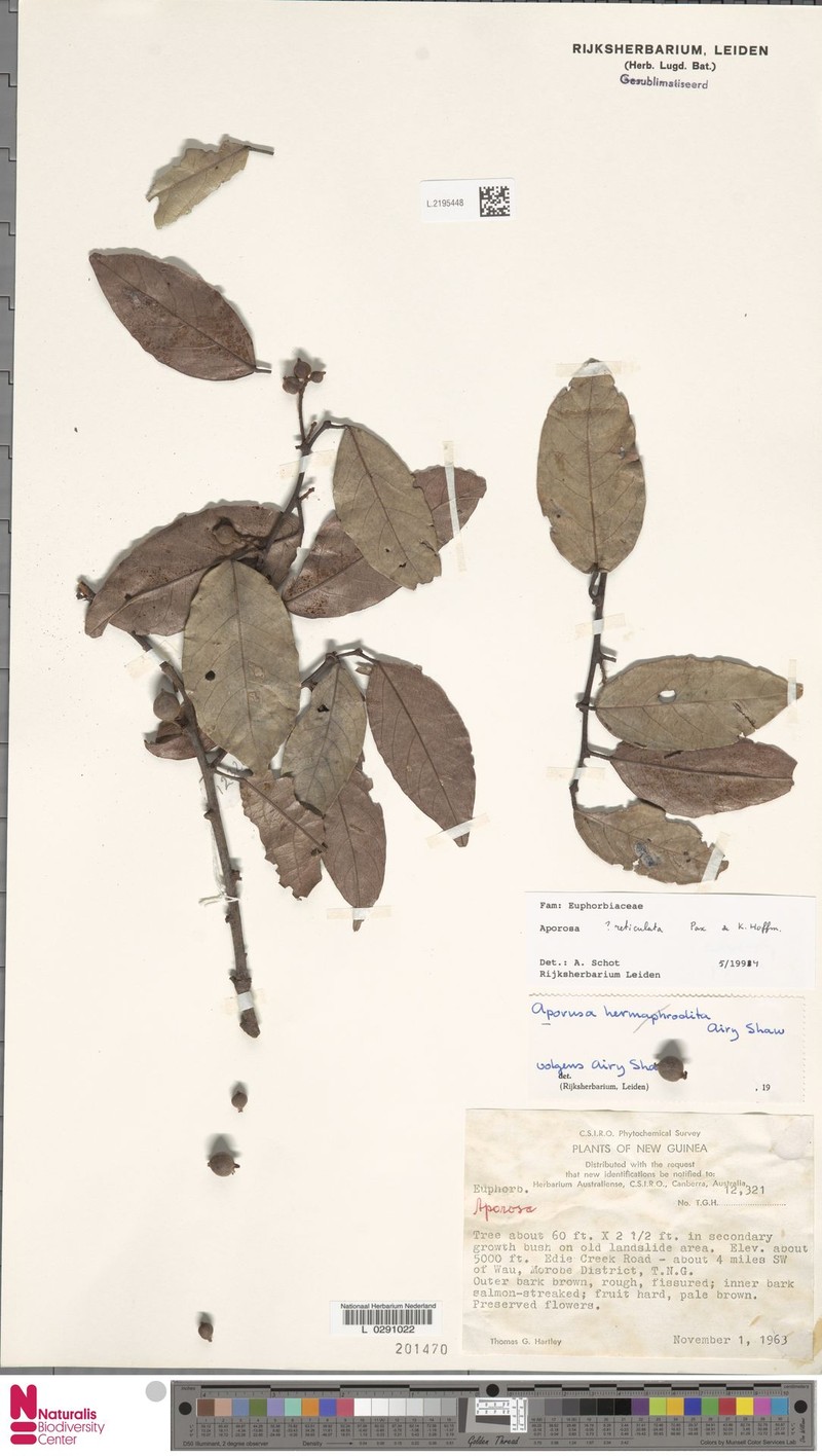 Aporosa reticulata photo 5