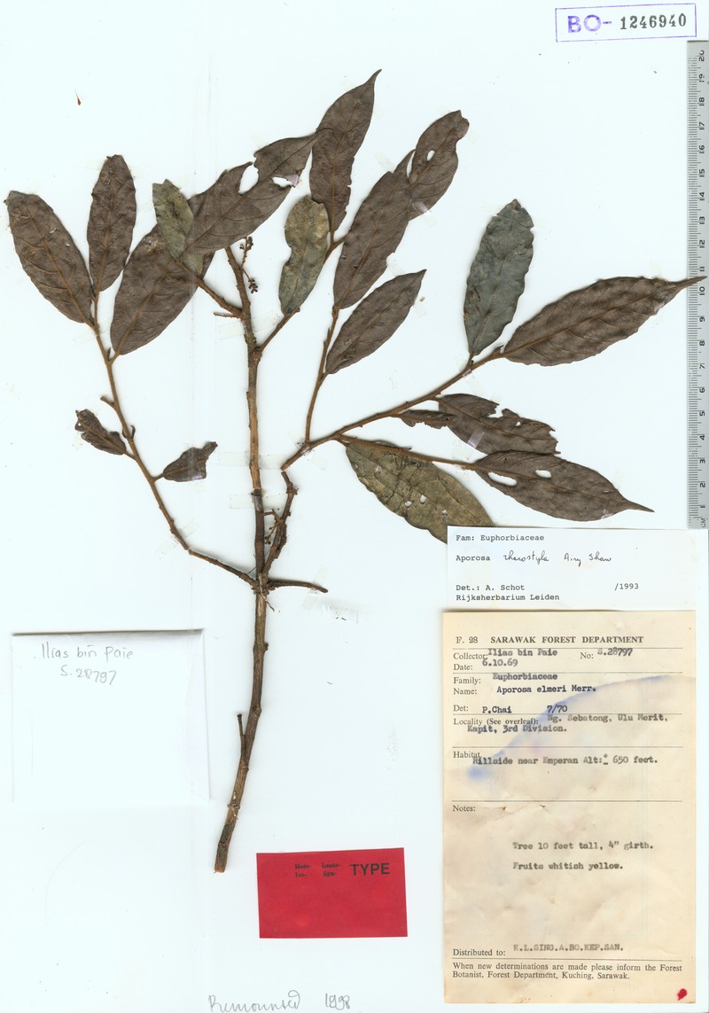 Aporosa rhacostyla