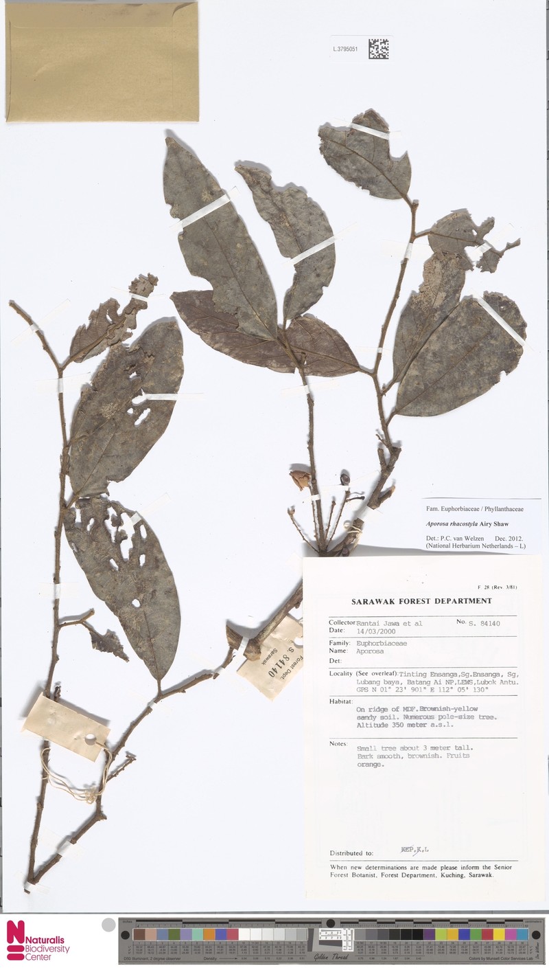 Aporosa rhacostyla photo 2