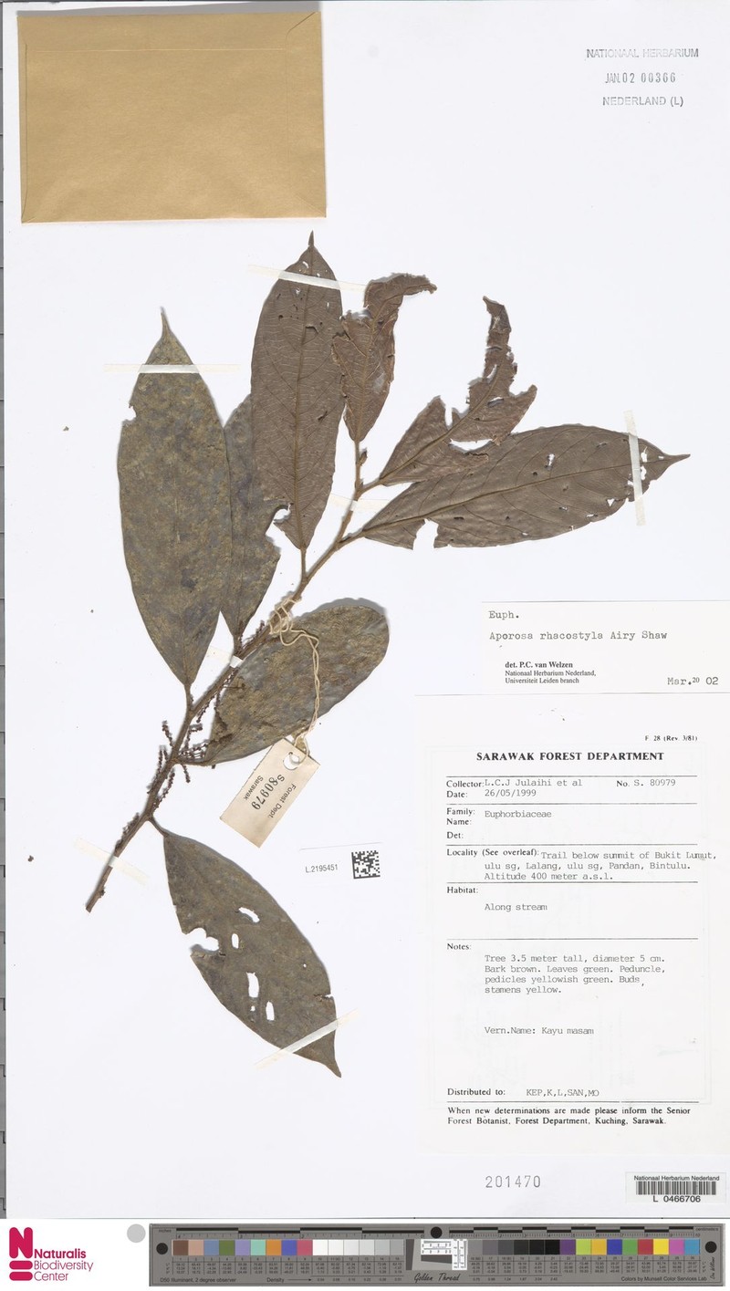 Aporosa rhacostyla photo 3