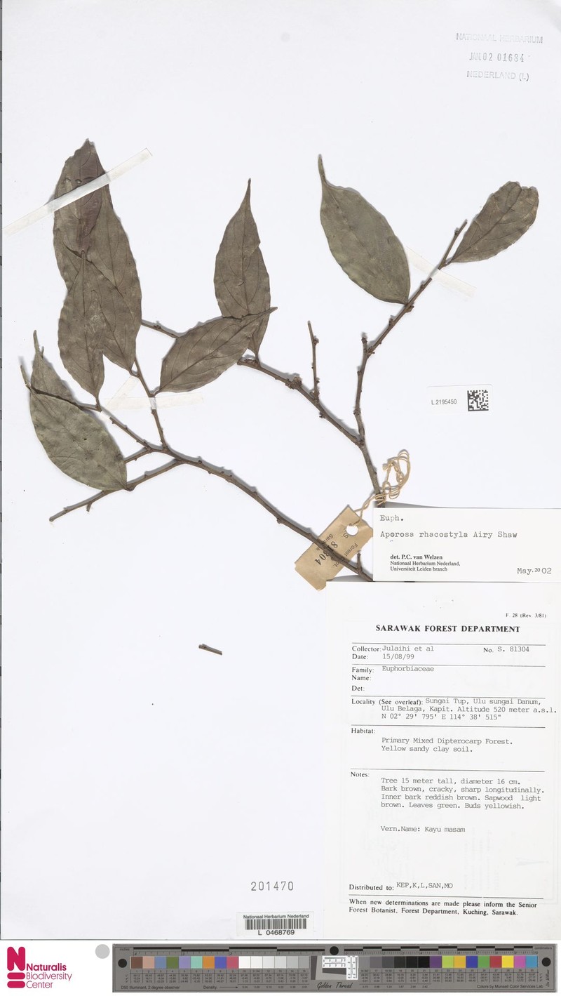 Aporosa rhacostyla photo 4