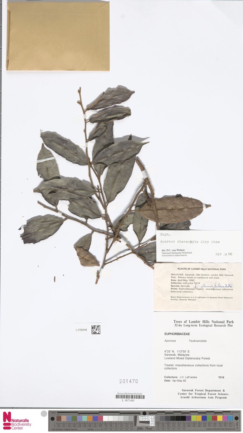 Aporosa rhacostyla photo 5