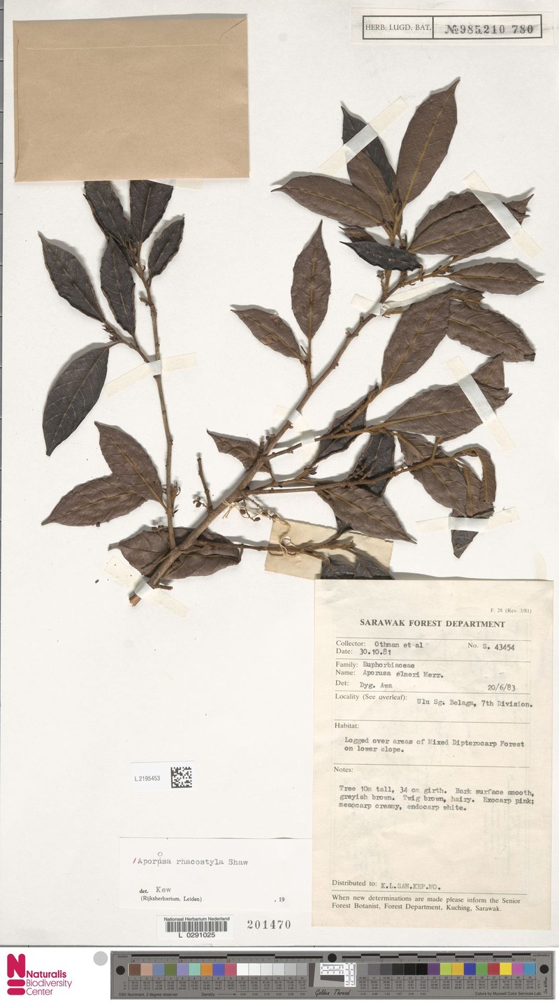 Aporosa rhacostyla photo 6