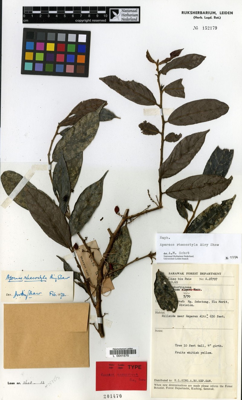 Aporosa rhacostyla photo 7