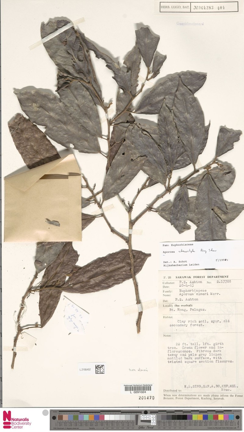 Aporosa rhacostyla photo 8