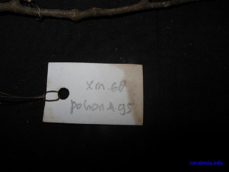 Aporosa sarawakensis