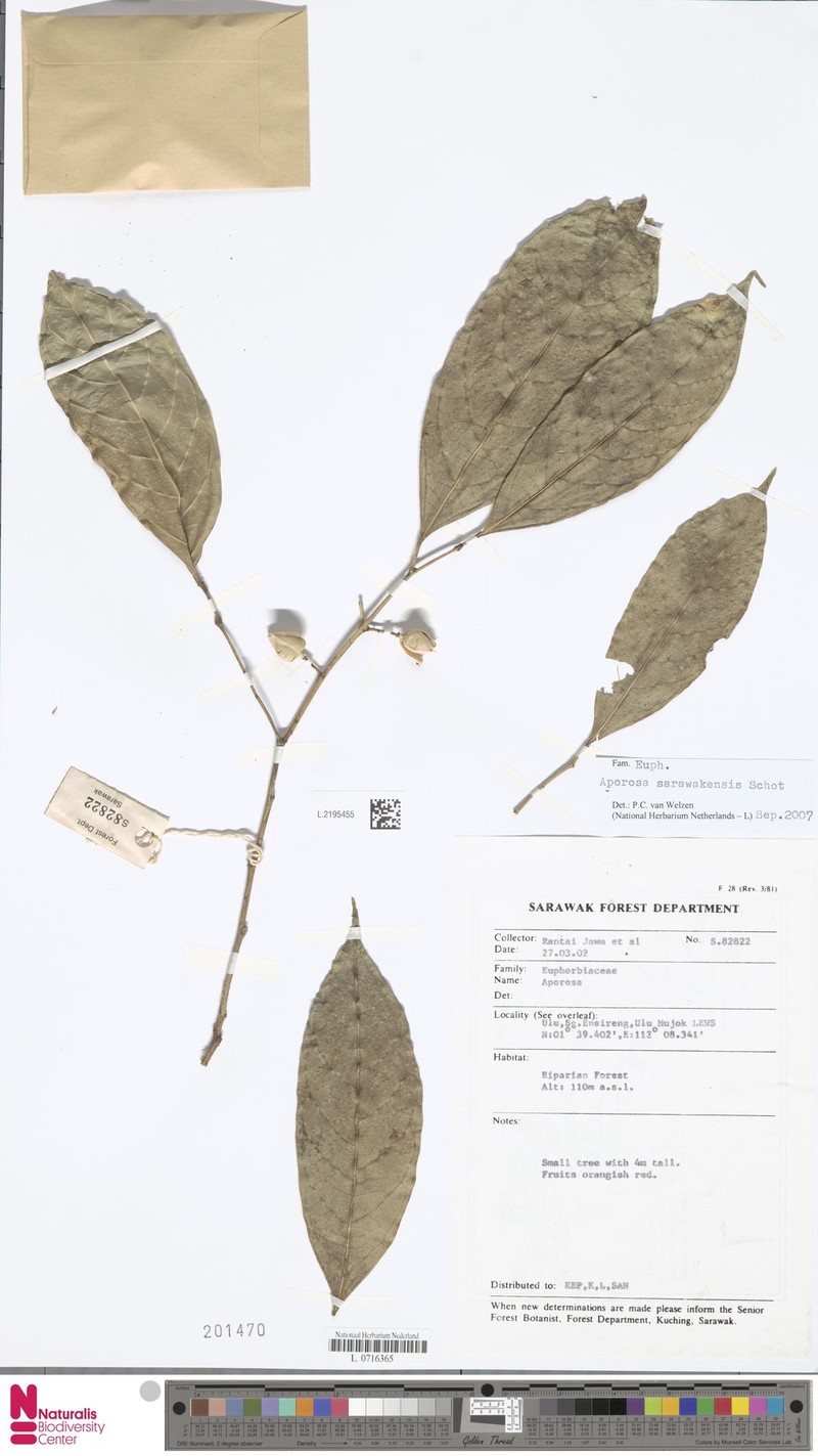 Aporosa sarawakensis photo 2