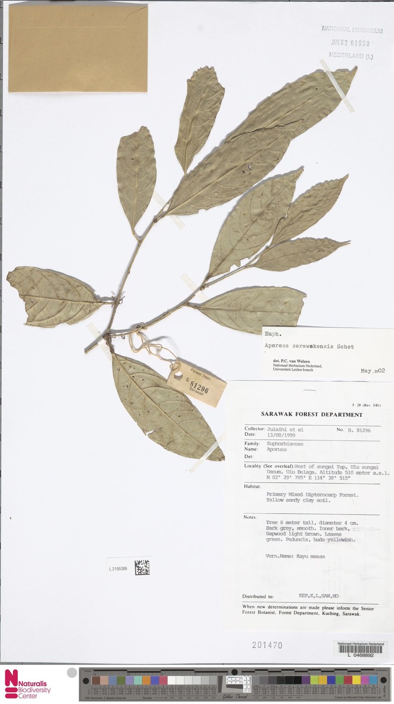 Aporosa sarawakensis photo 3
