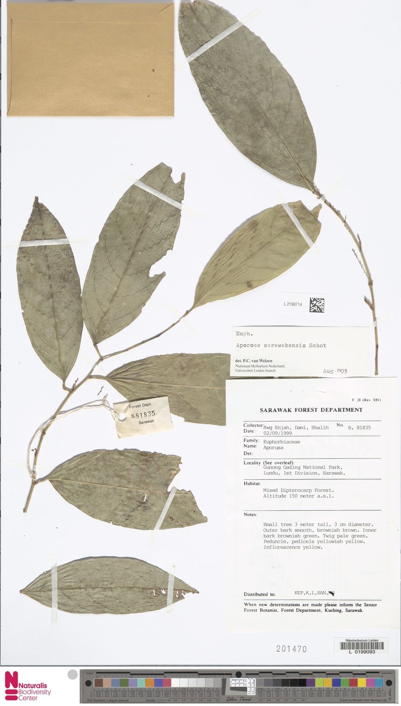Aporosa sarawakensis photo 4