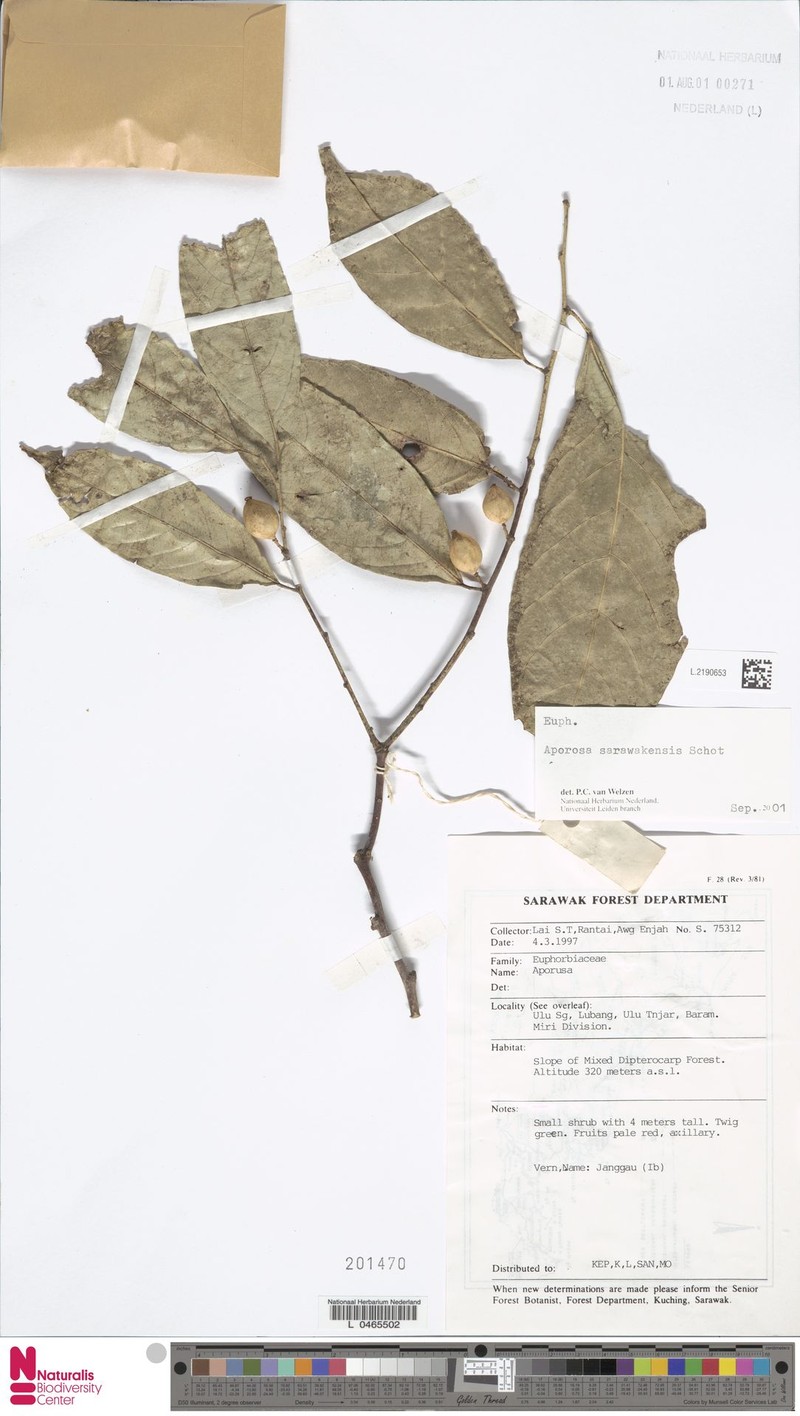 Aporosa sarawakensis photo 5