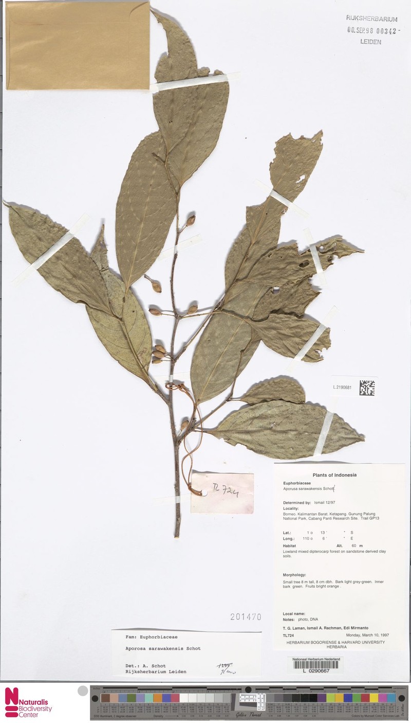 Aporosa sarawakensis photo 6
