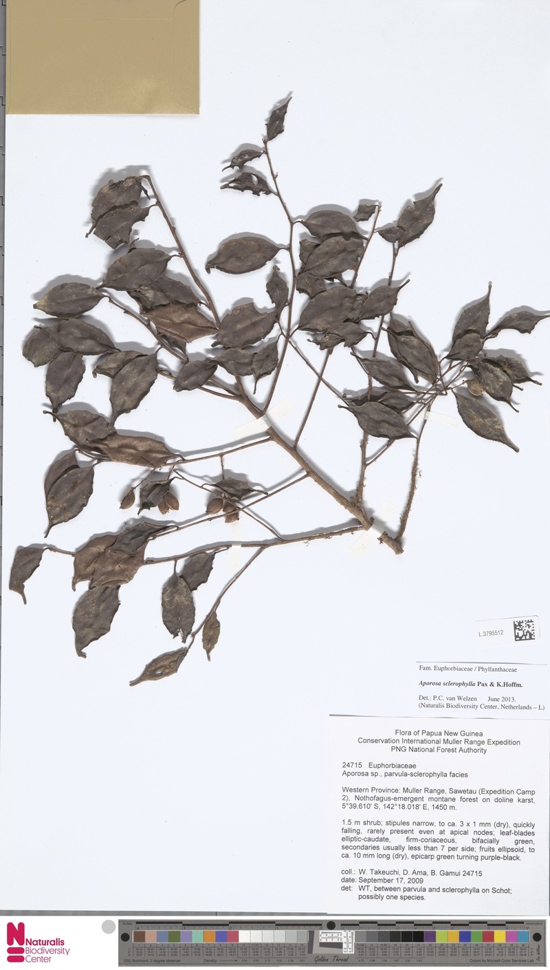 Aporosa sclerophylla