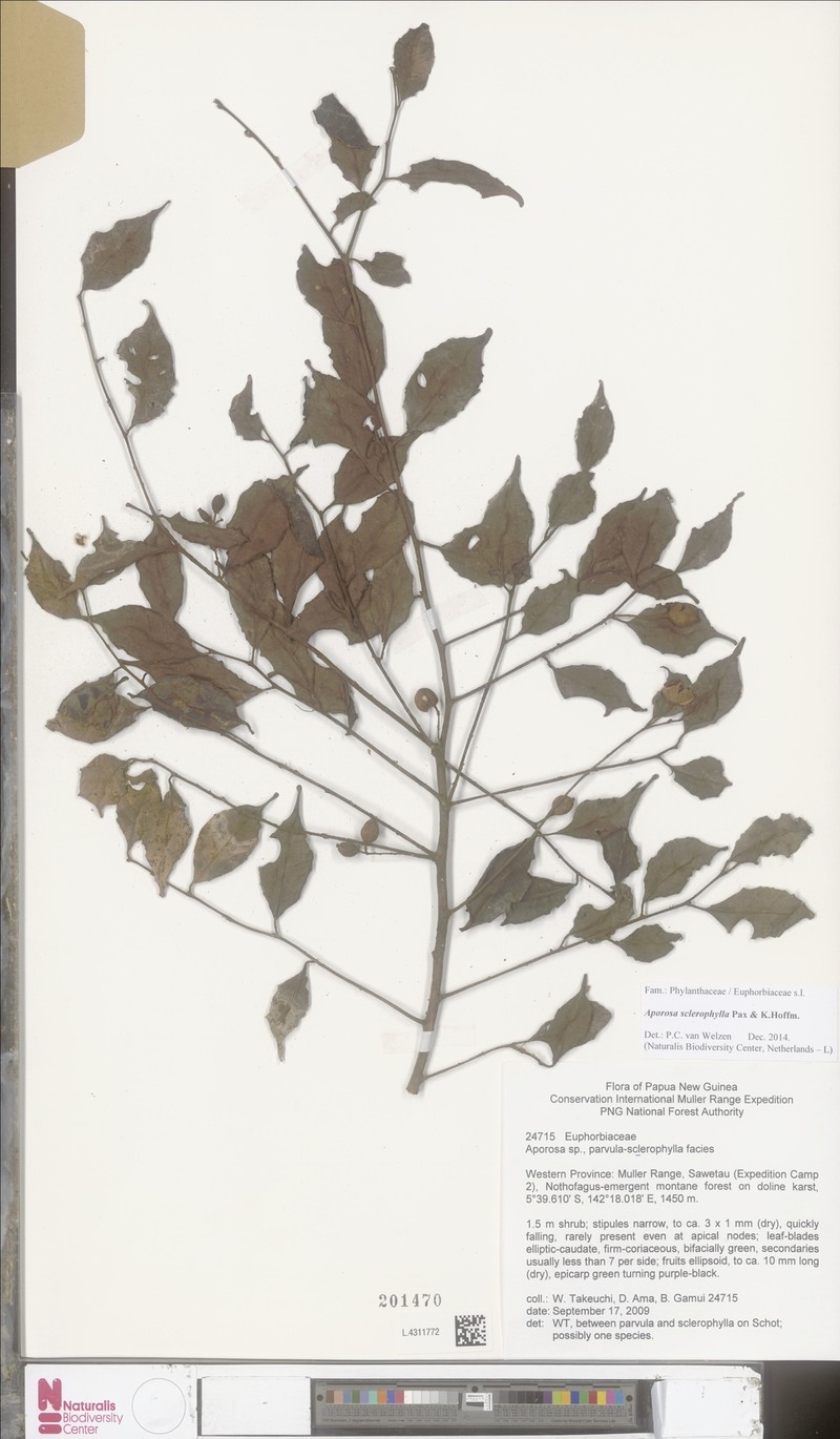 Aporosa sclerophylla photo 2