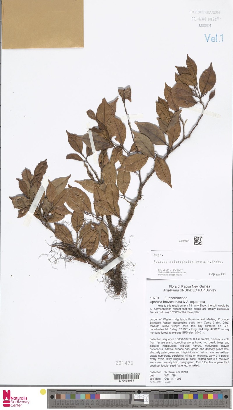 Aporosa sclerophylla photo 3