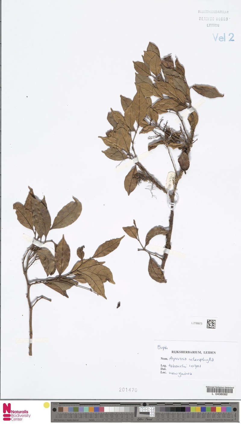 Aporosa sclerophylla photo 4