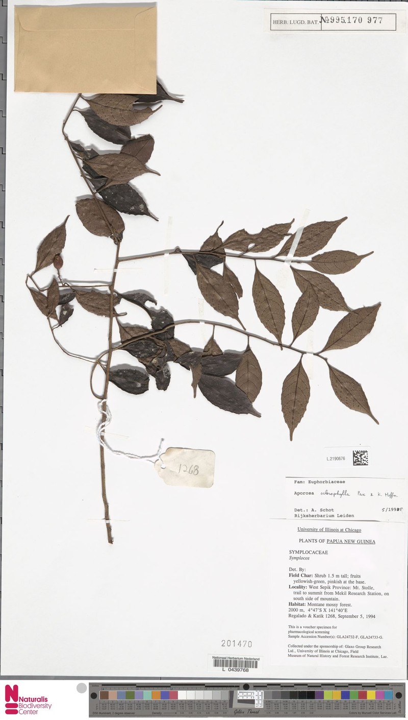 Aporosa sclerophylla photo 5