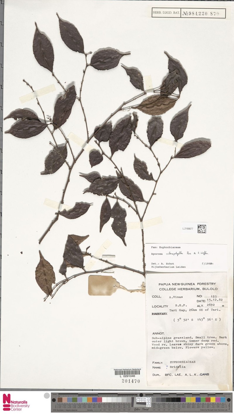 Aporosa sclerophylla photo 6