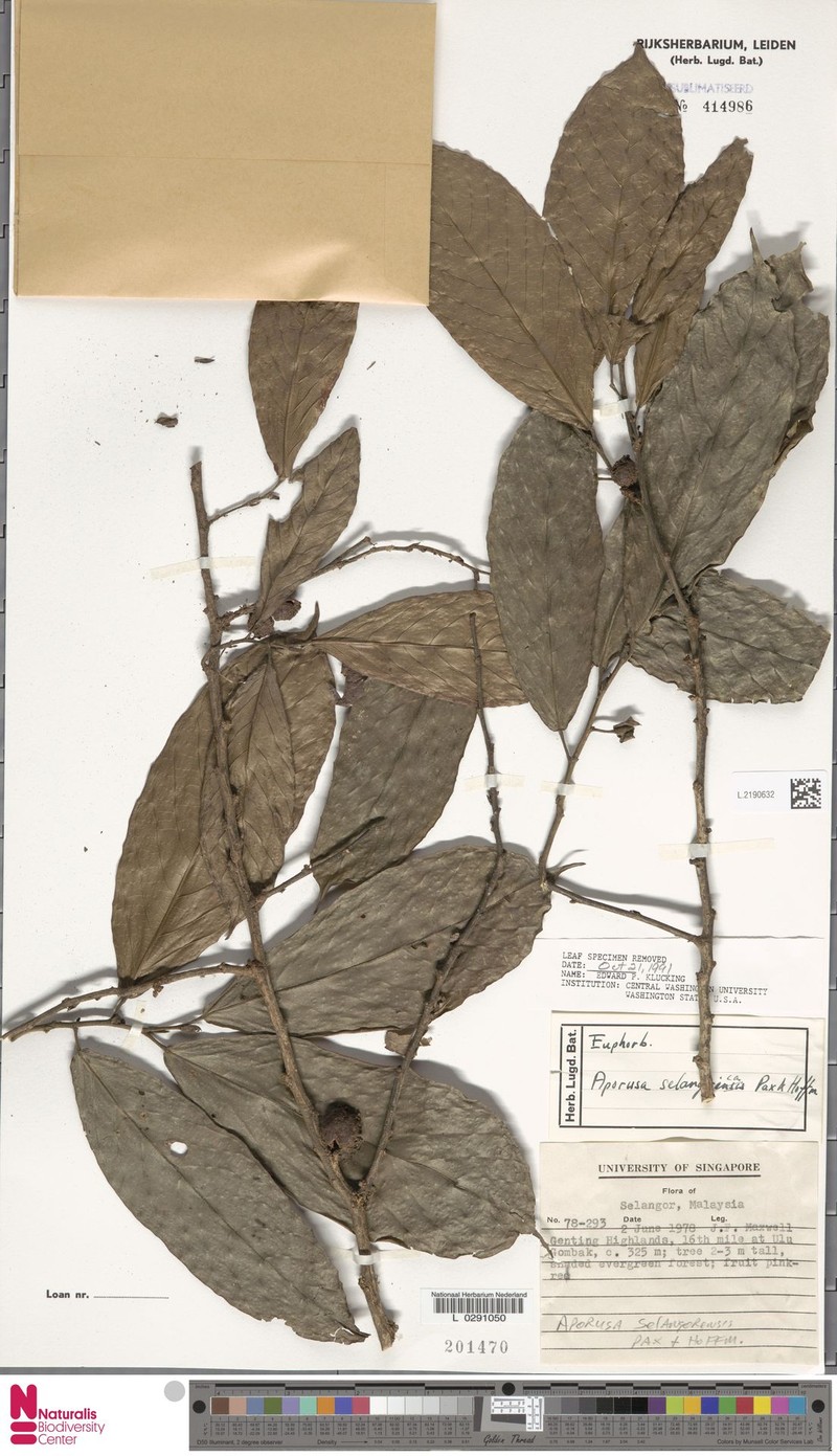 Aporosa selangorica