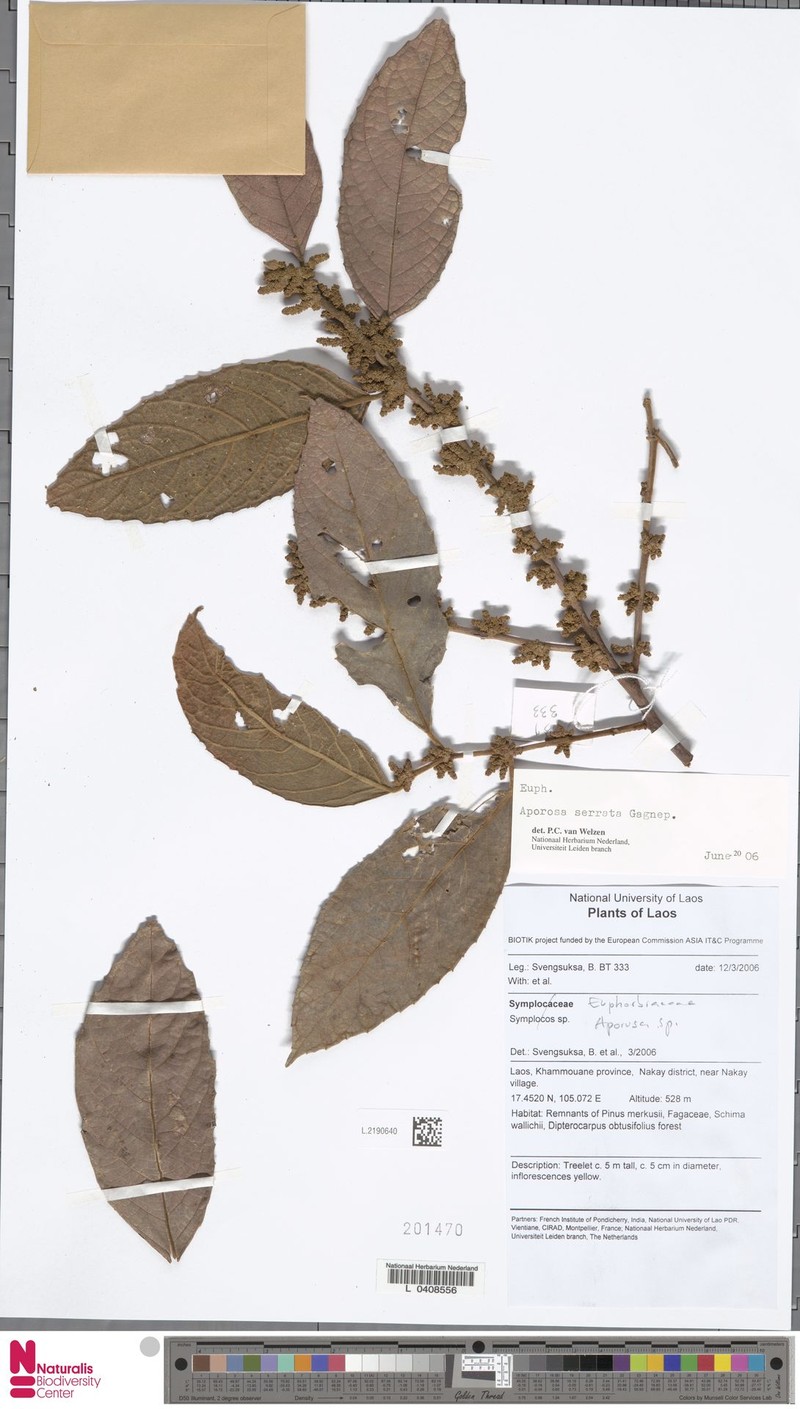 Aporosa serrata
