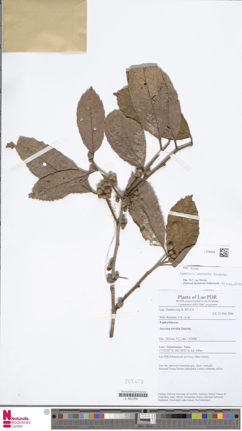 Aporosa serrata photo 3