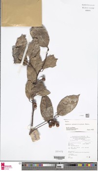 Aporosa sphaeridiophora
