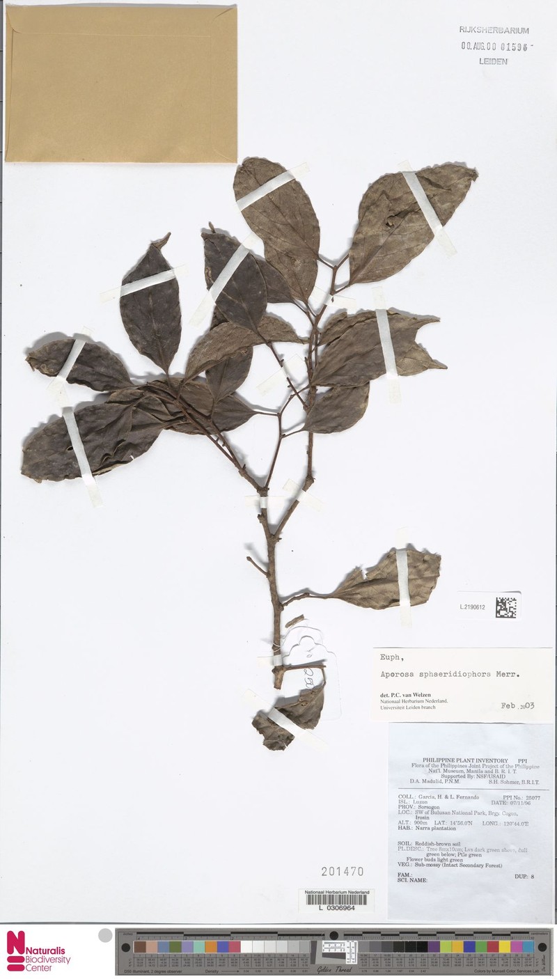 Aporosa sphaeridiophora photo 2
