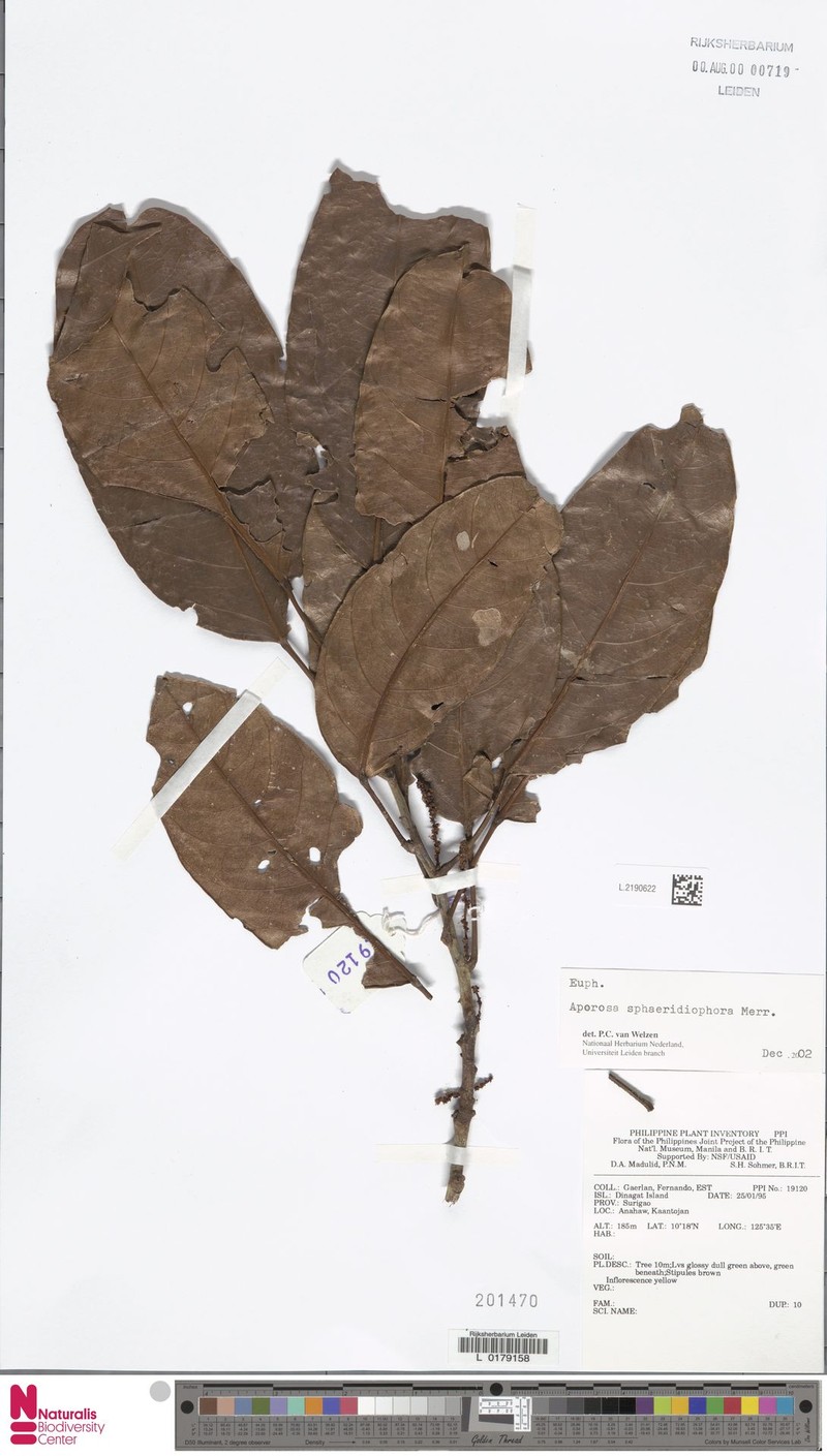 Aporosa sphaeridiophora photo 3