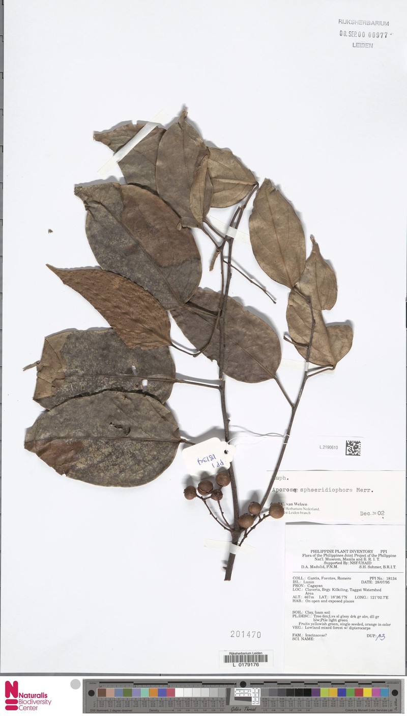 Aporosa sphaeridiophora photo 4