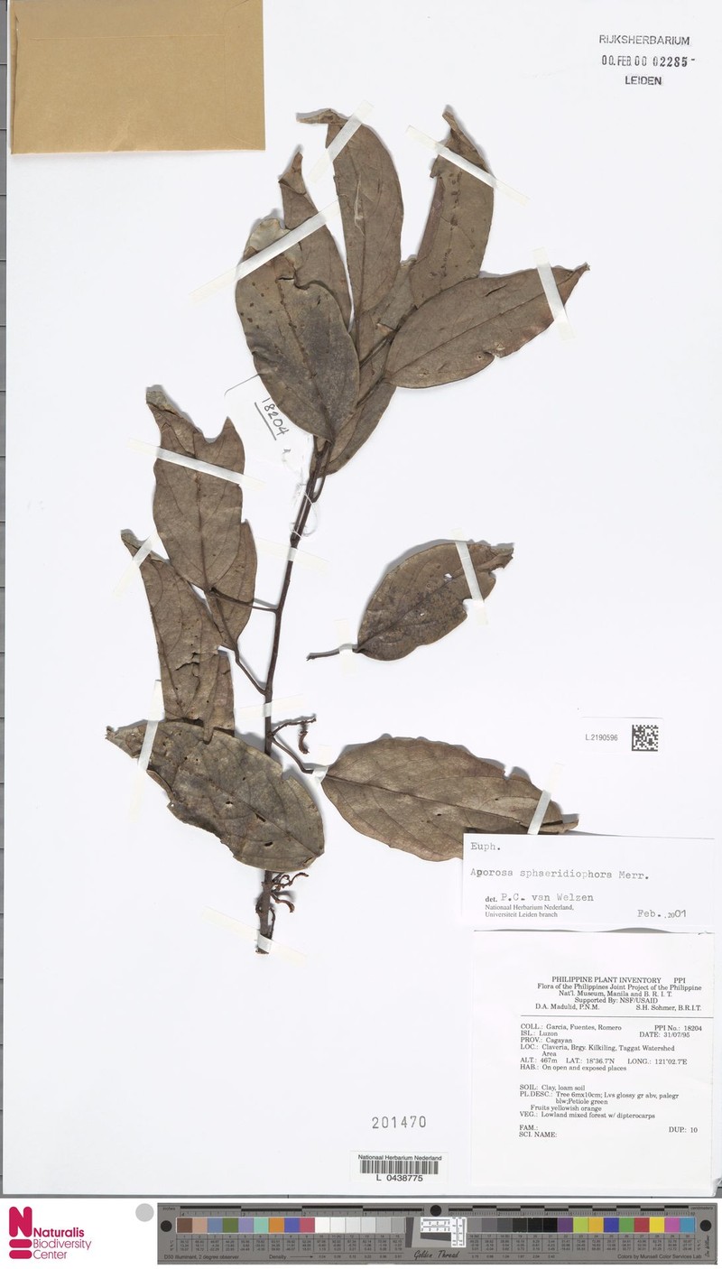 Aporosa sphaeridiophora photo 5