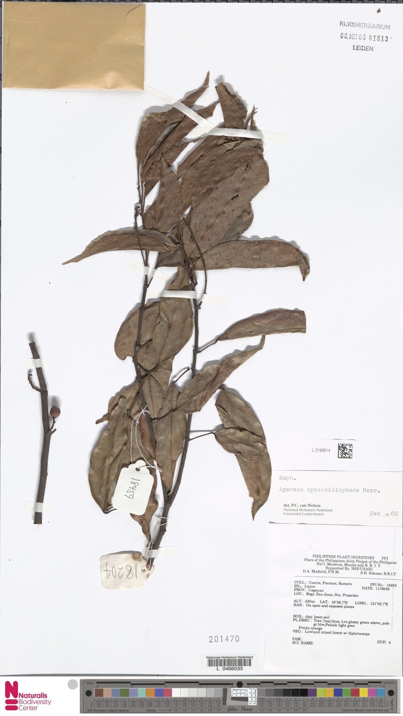 Aporosa sphaeridiophora photo 6