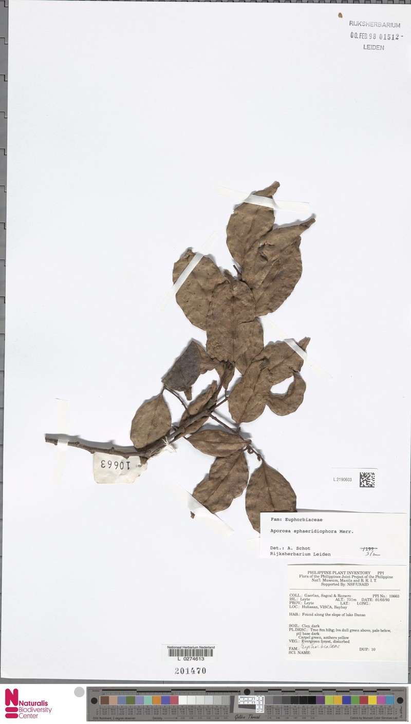 Aporosa sphaeridiophora photo 7