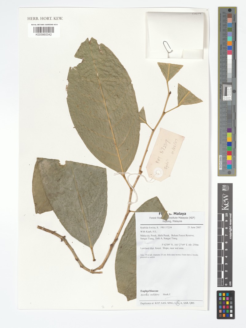 Aporosa stellifera