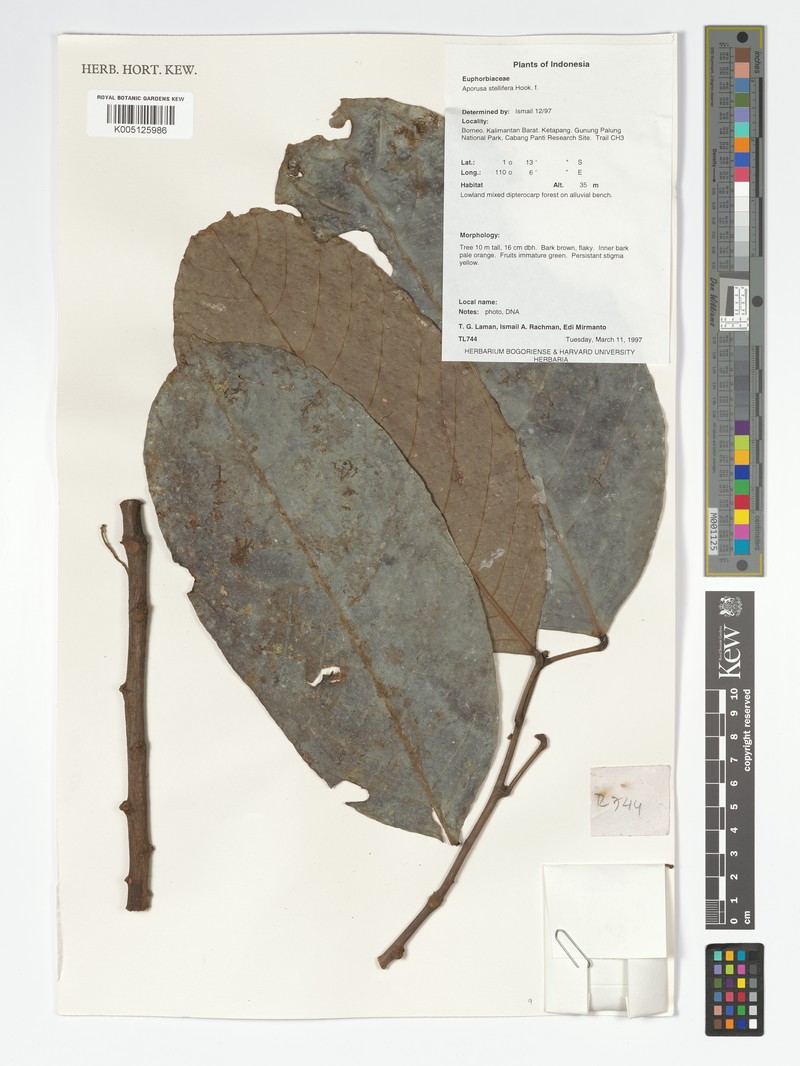Aporosa stellifera photo 2