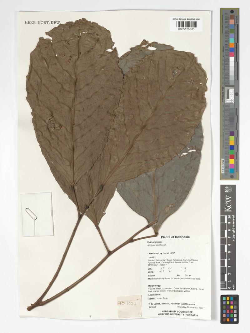 Aporosa stellifera photo 3