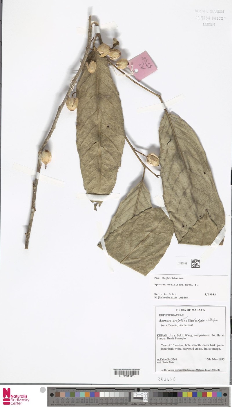 Aporosa stellifera