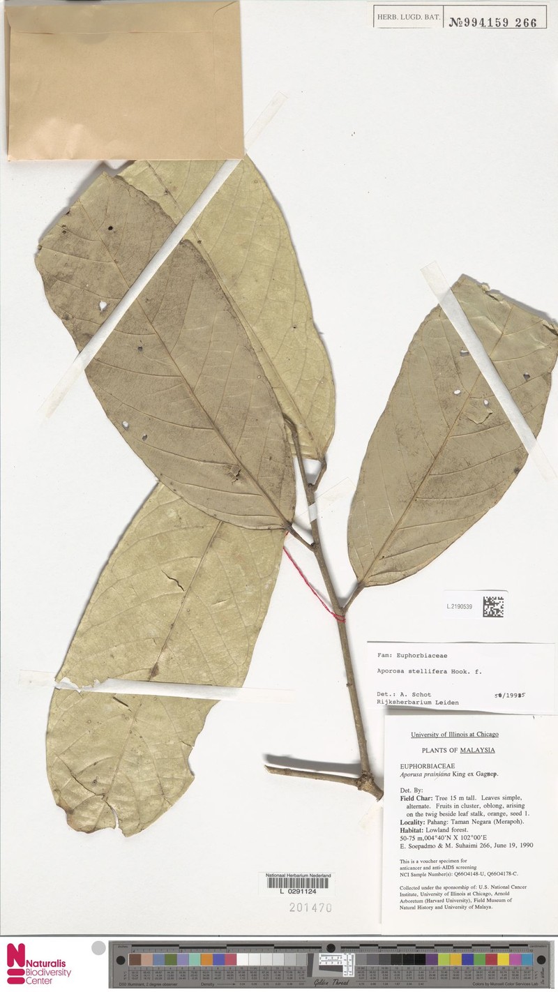 Aporosa stellifera photo 2