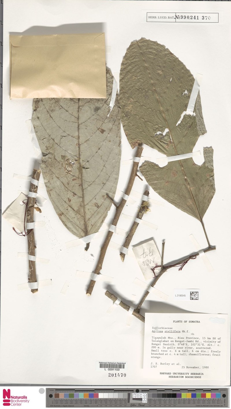 Aporosa stellifera photo 3