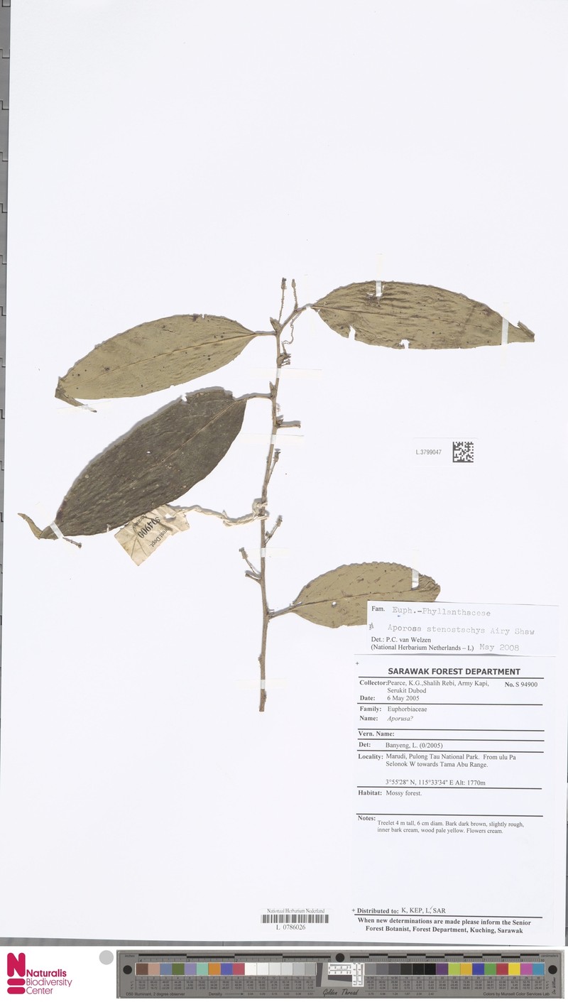 Aporosa stenostachys