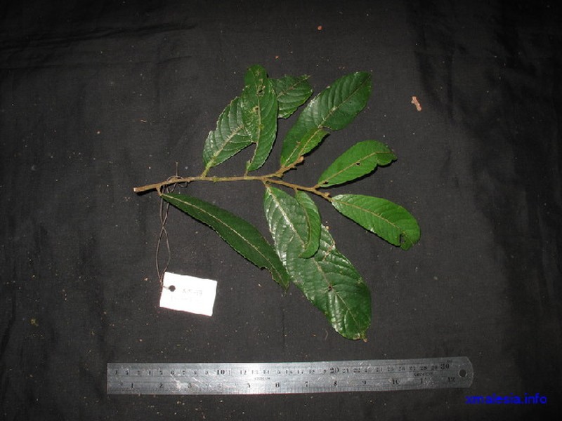 Aporosa subcaudata