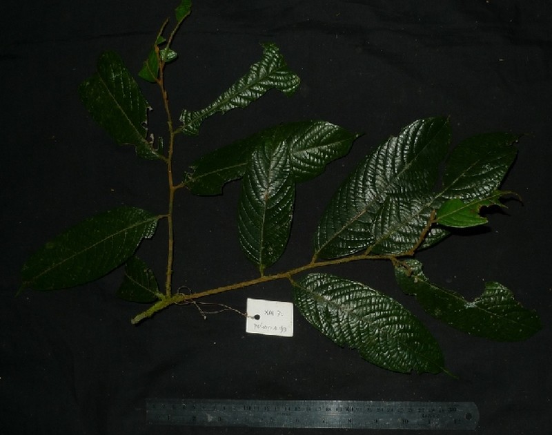 Aporosa subcaudata photo 4