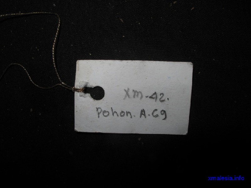 Aporosa subcaudata photo 5