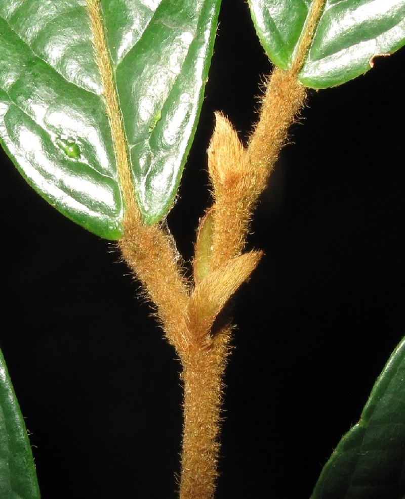 Aporosa subcaudata photo 6