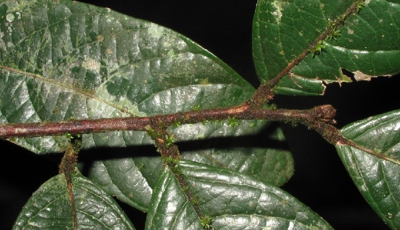 Aporosa subcaudata photo 7