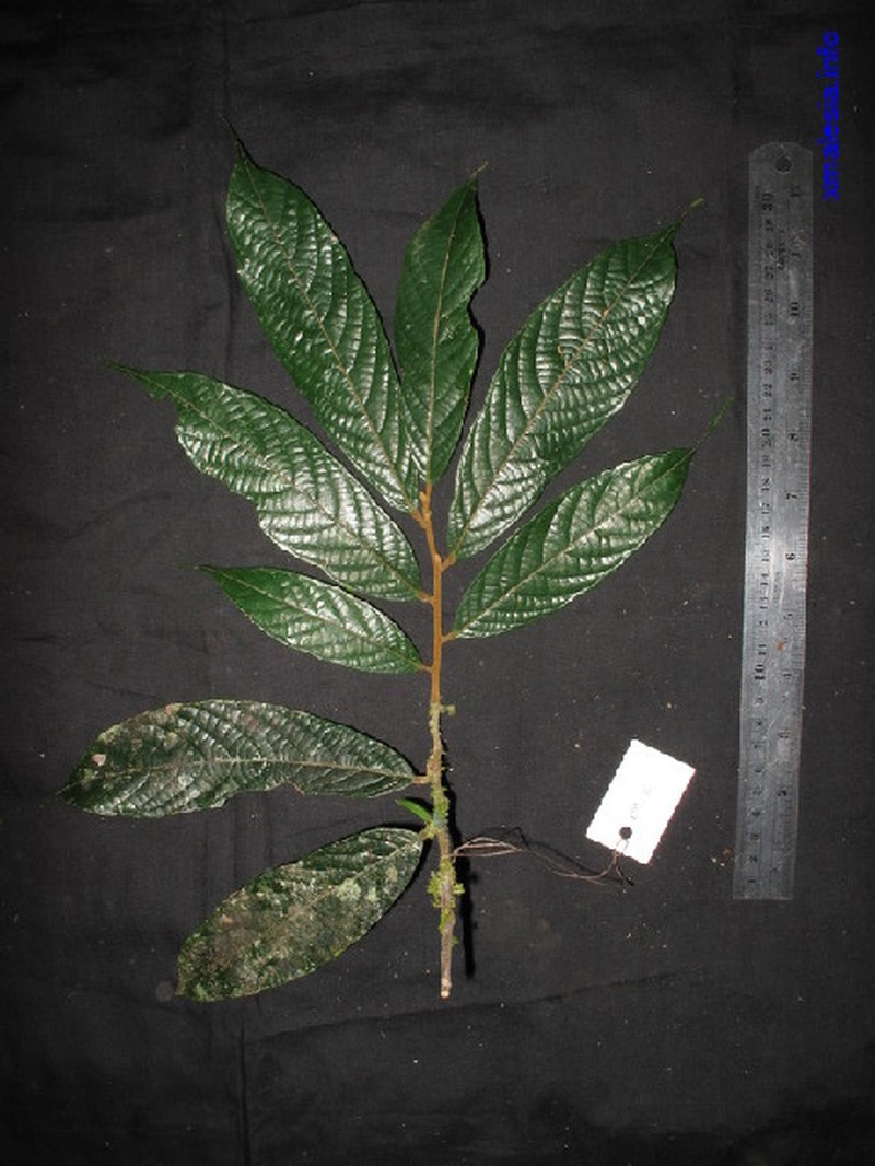 Aporosa subcaudata photo 8