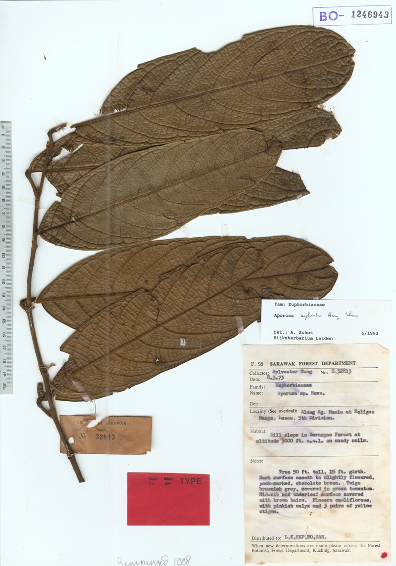 Aporosa sylvestri