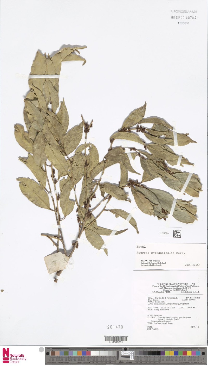 Aporosa symplocifolia