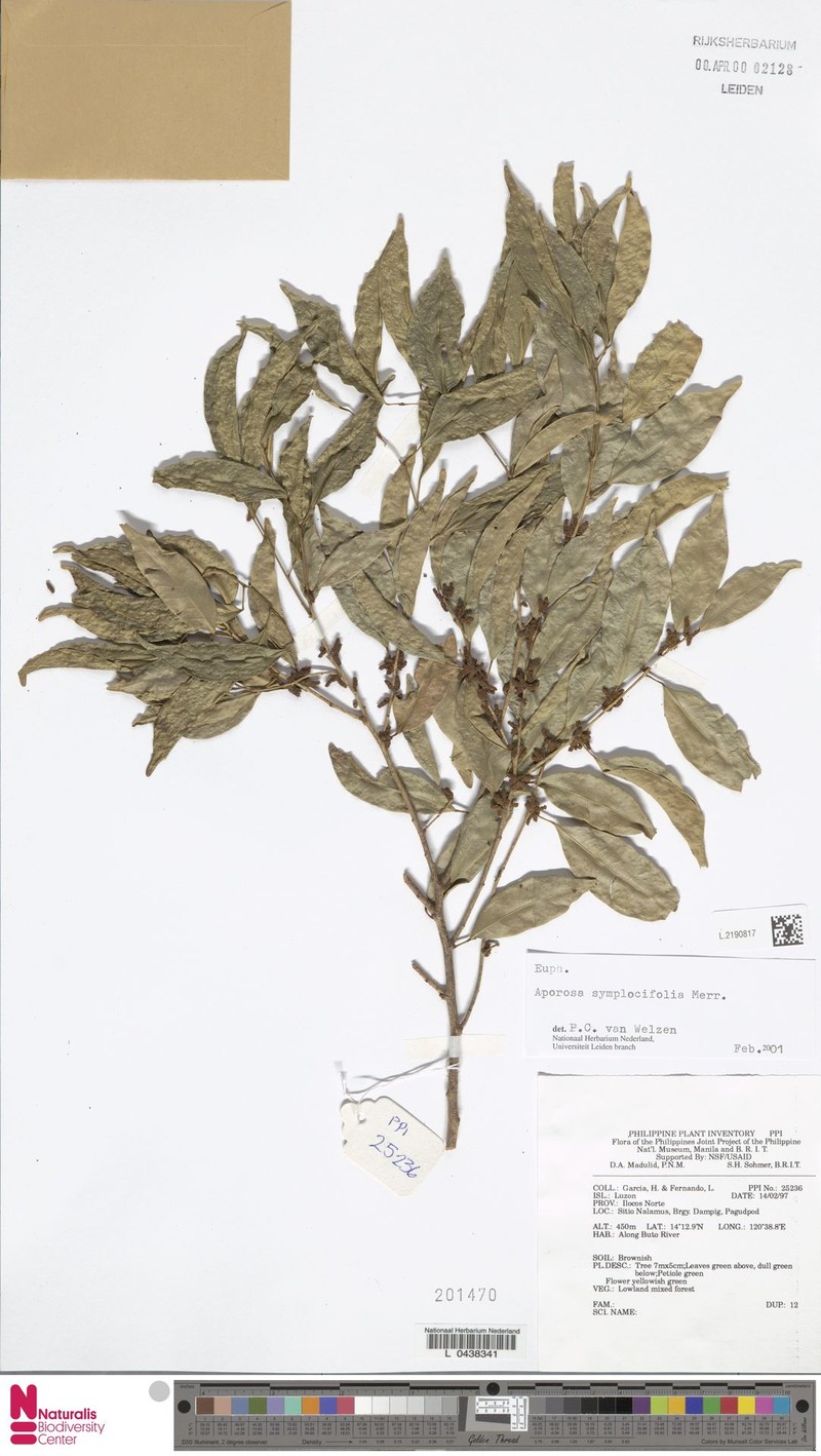 Aporosa symplocifolia photo 2